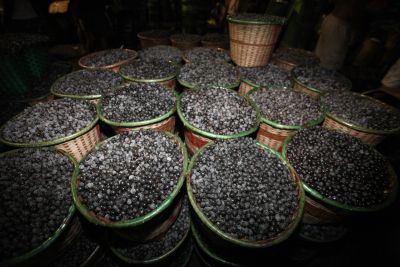 notícia: Cadeia do açaí será discutida durante Semana Estadual de Ciência