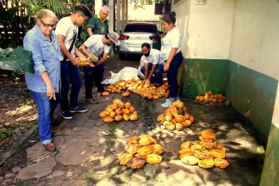 notícia: Emater distribui 20 mil sementes de cacau para agricultores de Santa Izabel