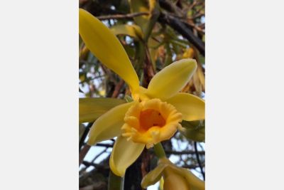 notícia: Orquídea da espécie Vanilla pompona é descoberta no Parque do Utinga