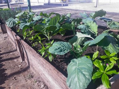 notícia: Horta orgânica do HGI reforça alimentação saudável servida para colabores e usuários
