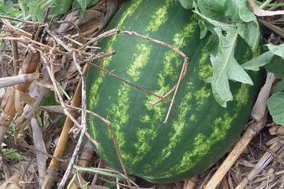 notícia: Projeto da Emater irriga melancia com palitos de pirulito reaproveitados