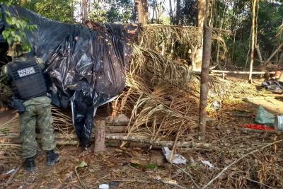 notícia: Novos acampamentos clandestinos são destruídos em operação de combate ao desmatamento ilegal