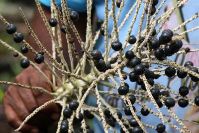 notícia: Belém sediará a primeira edição da Feira de negócios do Açaí 