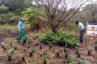 notícia: Projeto Miyawaki promove plantio de 7800 espécies no Parque do Utinga