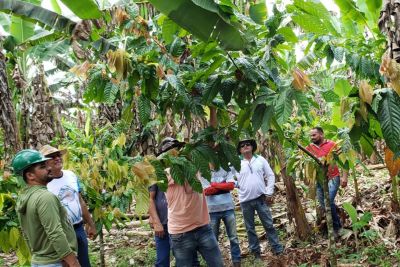 notícia: Técnicos da Emater recebem capacitação sobre lavoura cacaueira