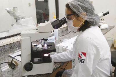 notícia: Pará registra neste ano queda de 35% no número de casos de malária