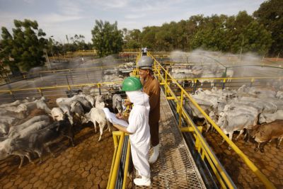 notícia: Exportação de carne bovina para Arábia Saudita aumenta possibilidades do setor pecuário  