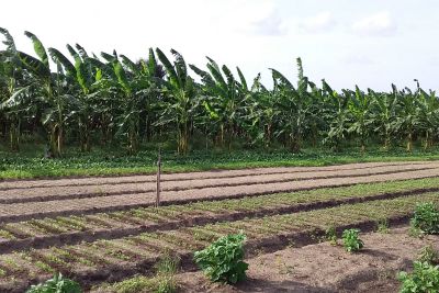 notícia: Emater melhora produção de banana em comunidade de Vigia