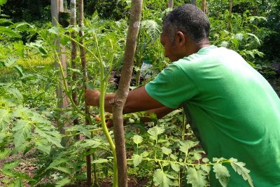 notícia: Emater participa de ação do projeto Pará Produtivo em Bujaru