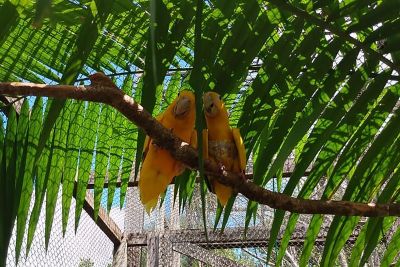 notícia: Ararajubas do Parque do Utinga ganham ninho artificial