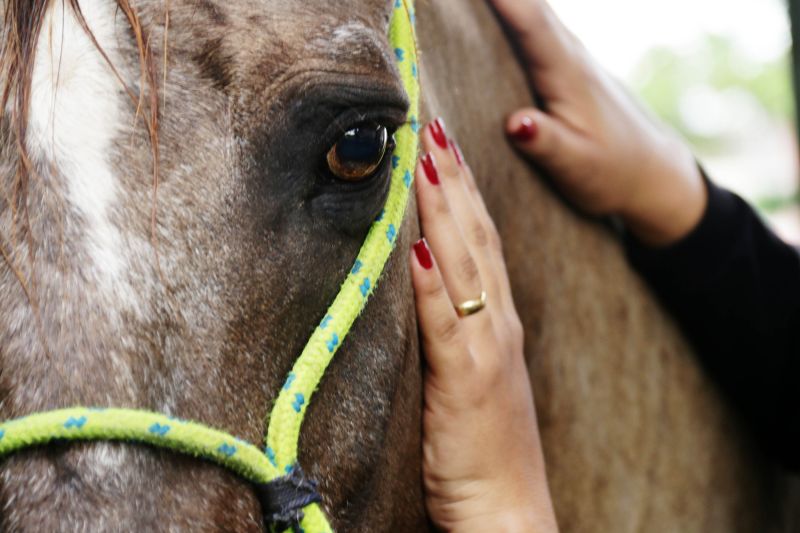  <div class='credito_fotos'>Foto: Bruno Cecim / Ag.Pará   |   <a href='/midias/2020/originais/5868_adb0099f-2311-4cbd-ce54-e85cb0913189.jpg' download><i class='fa-solid fa-download'></i> Download</a></div>