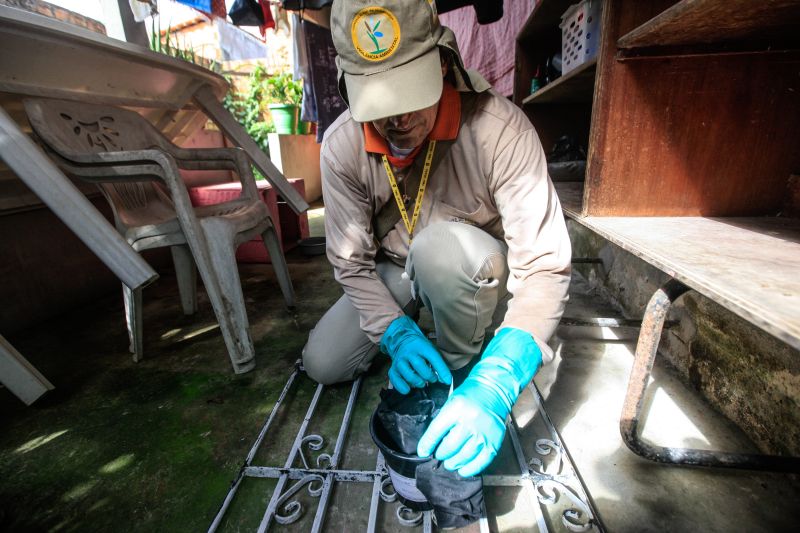 O mosquito Aedes aegypti é transmissor da dengue, zika e febre chikungunya, doenças que exigem atenção constante da saúde pública e da população brasileira. No início do ano, é preciso um cuidado ainda maior, pois o período – marcado por chuvas frequentes – é mais propício à proliferação do mosquito. <div class='credito_fotos'>Foto: JADER PAES / AG. PARÁ | <a href='/midias/2020/originais/5879_a88017e3-9bdf-677c-5189-d8d0de266439.jpg' download><i class='fa-solid fa-download'></i> Download</a></div>