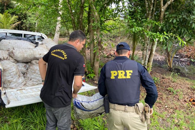 Na madrugada de terça-feira (14), a Agência de Defesa Agropecuária do Pará (Adepará) participou, junto à Polícia Rodoviária Federal (PRF), da apreensão de 30 sacas de caranguejos-uçá, que totalizaram 3 mil unidades. <div class='credito_fotos'>Foto: ASCOM ADEPARÁ | <a href='/midias/2020/originais/5882_1b8f5487-2213-e8ec-d080-a57c37d4556d.jpg' download><i class='fa-solid fa-download'></i> Download</a></div>