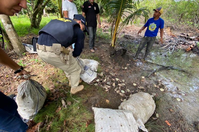 Na madrugada de terça-feira (14), a Agência de Defesa Agropecuária do Pará (Adepará) participou, junto à Polícia Rodoviária Federal (PRF), da apreensão de 30 sacas de caranguejos-uçá, que totalizaram 3 mil unidades. <div class='credito_fotos'>Foto: ASCOM ADEPARÁ | <a href='/midias/2020/originais/5882_a894dc76-97df-a3b3-a635-883bf53a8c77.jpg' download><i class='fa-solid fa-download'></i> Download</a></div>