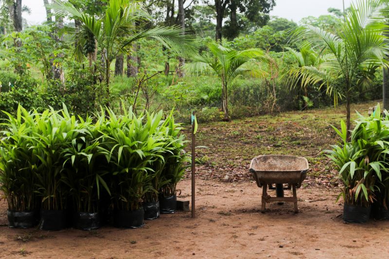 <div class='credito_fotos'>Foto: Pedro Guerreiro / Ag. Pará | <a href='/midias/2020/originais/5898_0dd6c809-debc-468b-c963-f49ef59ff69a.jpg' download><i class='fa-solid fa-download'></i> Download</a></div>