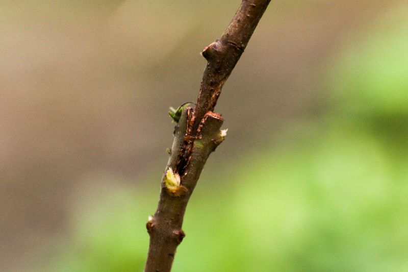 <div class='credito_fotos'>Foto: Pedro Guerreiro / Ag. Pará | <a href='/midias/2020/originais/5898_0eccdc97-b406-fcea-cb4c-b95f32e522c1.jpg' download><i class='fa-solid fa-download'></i> Download</a></div>