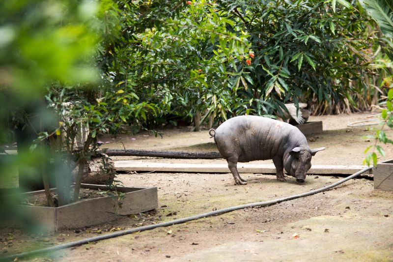 <div class='credito_fotos'>Foto: Pedro Guerreiro / Ag. Pará | <a href='/midias/2020/originais/6026_8ef3fedd-d163-9a07-f86b-e94227e390a4.jpg' download><i class='fa-solid fa-download'></i> Download</a></div>