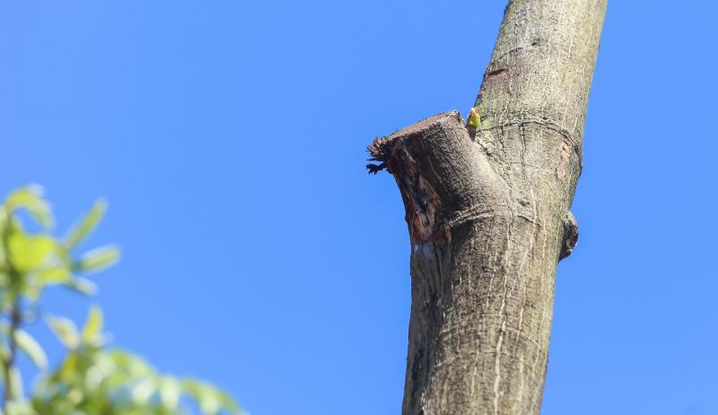 <div class='credito_fotos'>Foto: Alex Ribeiro / Ag. Pará | <a href='/midias/2020/originais/6084_4e70c86c-e82c-2ccc-4fb3-14bc921a23a1.jpg' download><i class='fa-solid fa-download'></i> Download</a></div>