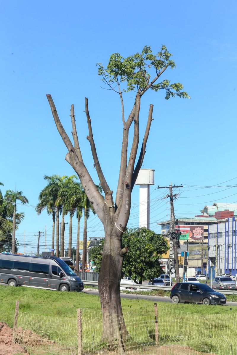 <div class='credito_fotos'>Foto: Alex Ribeiro / Ag. Pará | <a href='/midias/2020/originais/6084_c8795ccb-6251-f35e-c759-b4efb56e6944.jpg' download><i class='fa-solid fa-download'></i> Download</a></div>