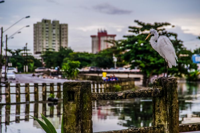 <div class='credito_fotos'>Foto: Pedro Guerreiro / Ag. Pará | <a href='/midias/2020/originais/6217_6510f49b-c8af-bc3a-5997-28850070cdc2.jpg' download><i class='fa-solid fa-download'></i> Download</a></div>