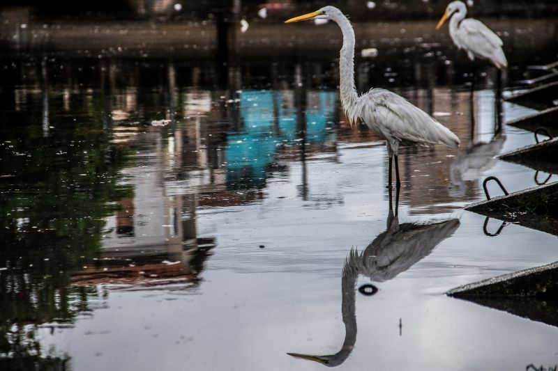 <div class='credito_fotos'>Foto: Pedro Guerreiro / Ag. Pará | <a href='/midias/2020/originais/6217_8ca4f70f-666e-34be-a749-859b8ebed19a.jpg' download><i class='fa-solid fa-download'></i> Download</a></div>
