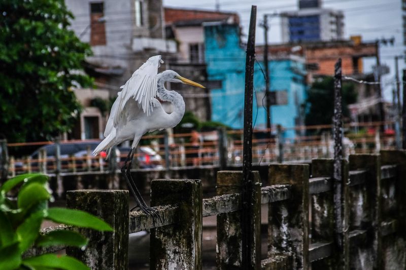 <div class='credito_fotos'>Foto: Pedro Guerreiro / Ag. Pará | <a href='/midias/2020/originais/6217_b5a7af93-1de9-9462-aeed-ba5ea6b74efa.jpg' download><i class='fa-solid fa-download'></i> Download</a></div>