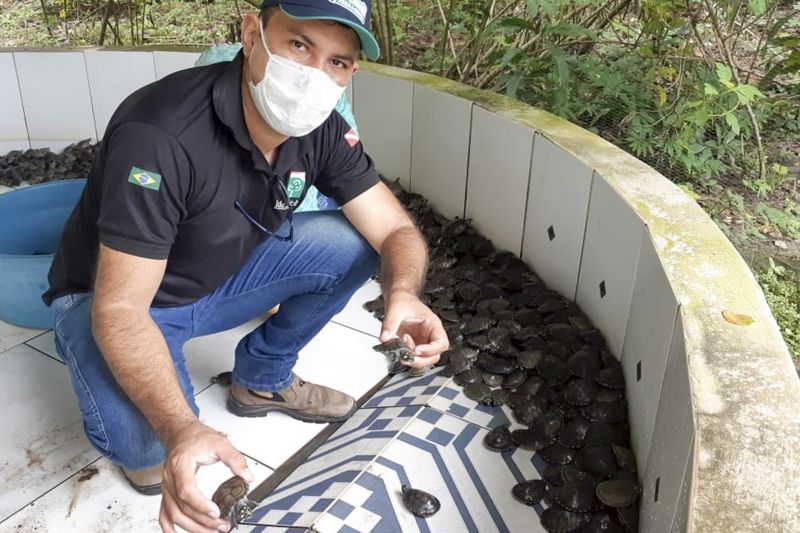 Cerca de 3 mil animais, entre filhotes de tracajás, tartarugas e cágados foram liberados <div class='credito_fotos'>Foto: Ascom Ideflor-Bio | <a href='/midias/2020/originais/6258_1bfbb002-10fb-69fd-7ccd-2f97da224813.jpg' download><i class='fa-solid fa-download'></i> Download</a></div>