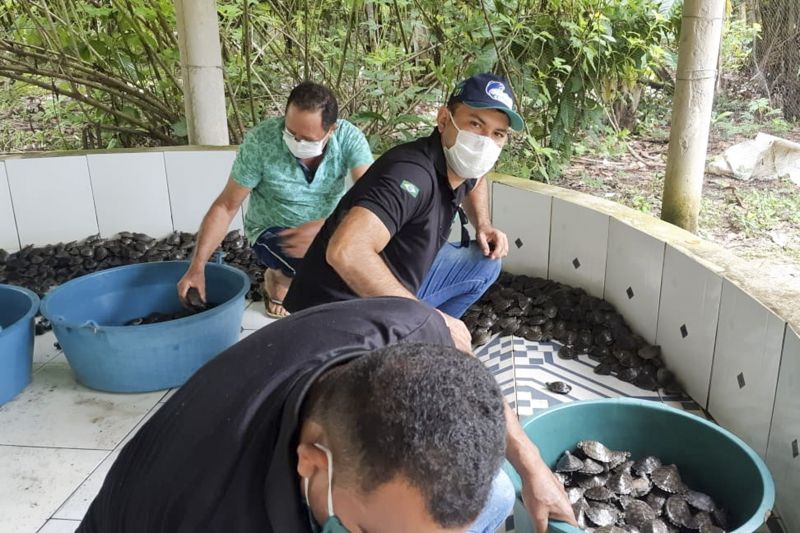 Cerca de 3 mil animais, entre filhotes de tracajás, tartarugas e cágados foram liberados <div class='credito_fotos'>Foto: Ascom Ideflor-Bio | <a href='/midias/2020/originais/6258_536a115a-dedf-b7cc-45d7-318184a18ca2.jpg' download><i class='fa-solid fa-download'></i> Download</a></div>