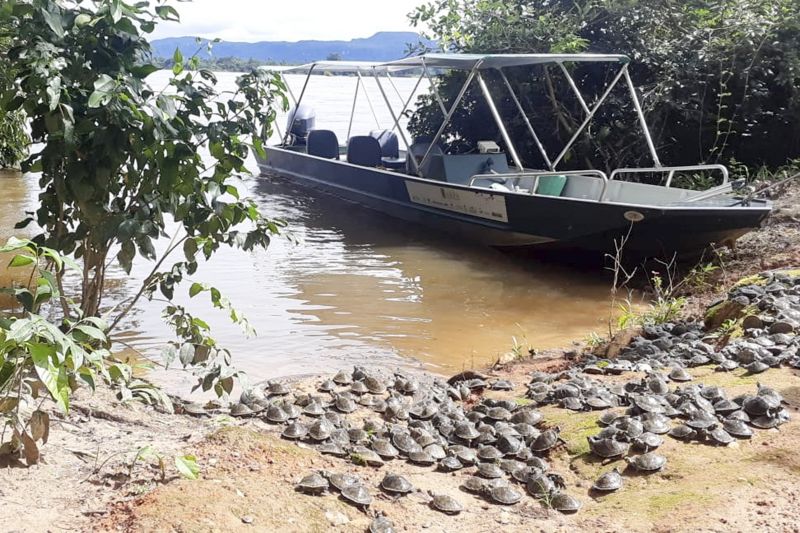 Cerca de 3 mil animais, entre filhotes de tracajás, tartarugas e cágados foram liberados <div class='credito_fotos'>Foto: Ascom Ideflor-Bio | <a href='/midias/2020/originais/6258_695f79b6-04bd-7257-bbd8-f3444786f9e8.jpg' download><i class='fa-solid fa-download'></i> Download</a></div>
