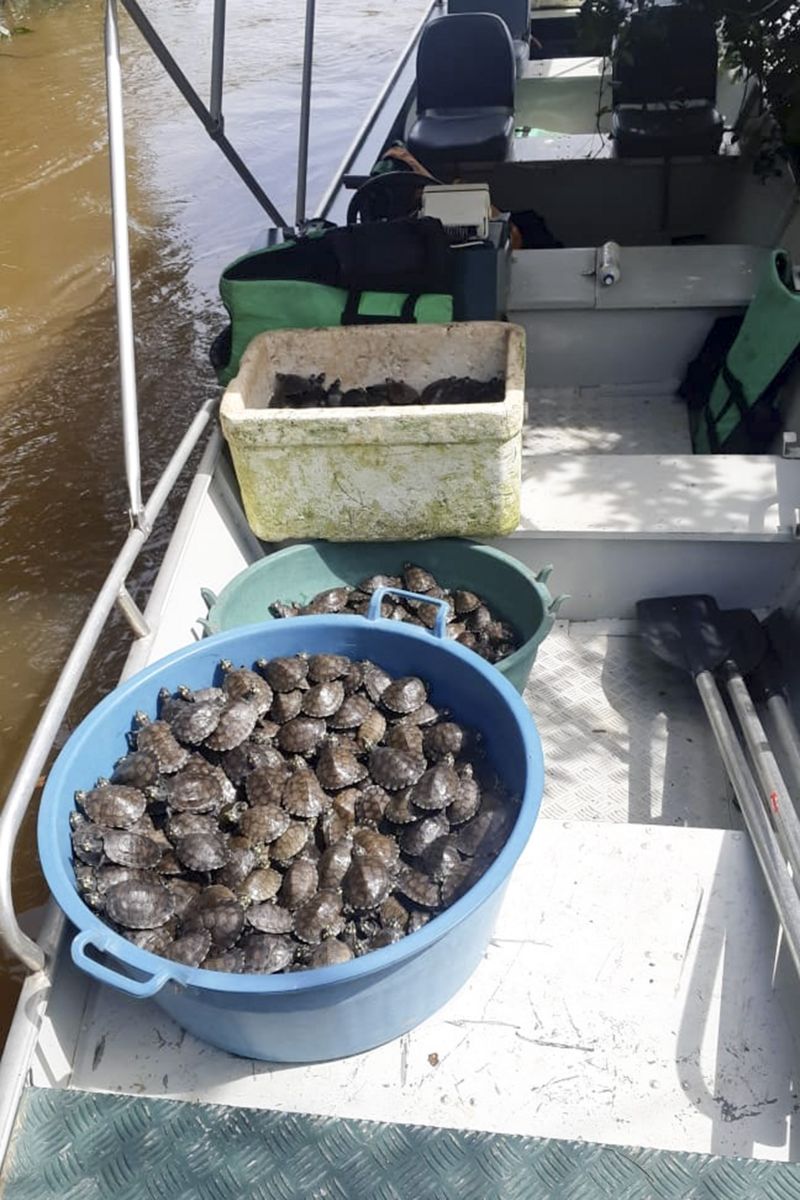 Cerca de 3 mil animais, entre filhotes de tracajás, tartarugas e cágados foram liberados <div class='credito_fotos'>Foto: Ascom Ideflor-Bio | <a href='/midias/2020/originais/6258_7b6f3424-a48e-eb41-b8f2-d4e8f1b65717.jpg' download><i class='fa-solid fa-download'></i> Download</a></div>