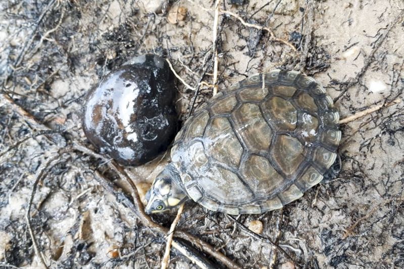 Cerca de 3 mil animais, entre filhotes de tracajás, tartarugas e cágados foram liberados <div class='credito_fotos'>Foto: Ascom Ideflor-Bio | <a href='/midias/2020/originais/6258_d54e2c5a-cb96-42d4-4606-10f6acd70d6e.jpg' download><i class='fa-solid fa-download'></i> Download</a></div>