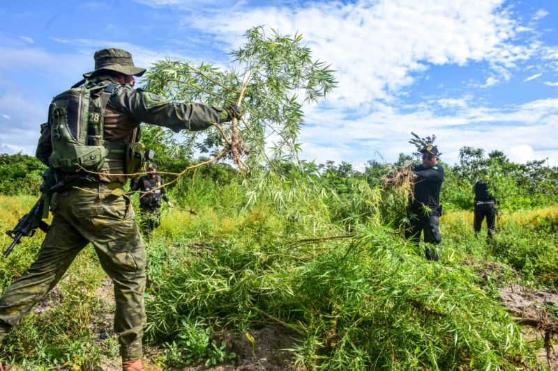 Polícia Civil destrói mais de 60 mil pés de maconha em Terra Alta <div class='credito_fotos'>Foto: Leandro Santana / Ascom PCPA   |   <a href='/midias/2020/originais/6548_3049a9c4-a567-86e8-0f52-b2fc5b0cfcb0.jpg' download><i class='fa-solid fa-download'></i> Download</a></div>