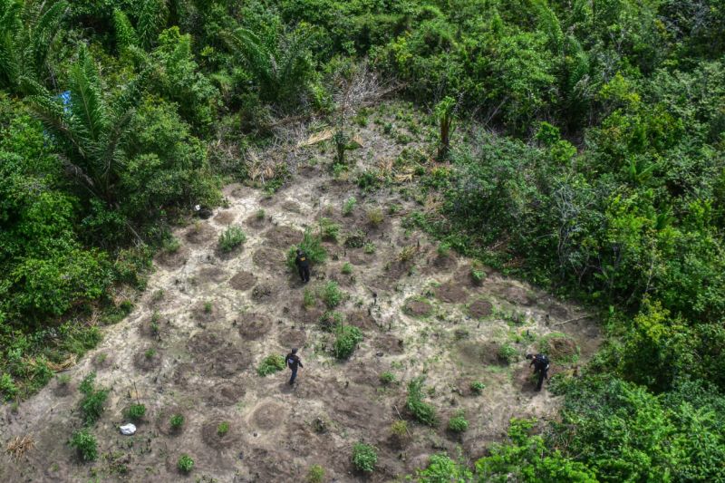 Polícia Civil destrói mais de 60 mil pés de maconha em Terra Alta <div class='credito_fotos'>Foto: Leandro Santana / Ascom PCPA   |   <a href='/midias/2020/originais/6548_576dd294-a0ac-adbe-9f7b-187fc72c8113.jpg' download><i class='fa-solid fa-download'></i> Download</a></div>