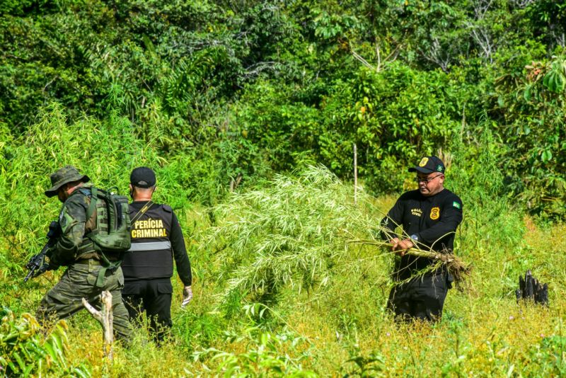 Polícia Civil destrói mais de 60 mil pés de maconha em Terra Alta <div class='credito_fotos'>Foto: Leandro Santana / Ascom PCPA   |   <a href='/midias/2020/originais/6548_9d277b54-cd56-b7e0-c4f3-f66c5d924826.jpg' download><i class='fa-solid fa-download'></i> Download</a></div>