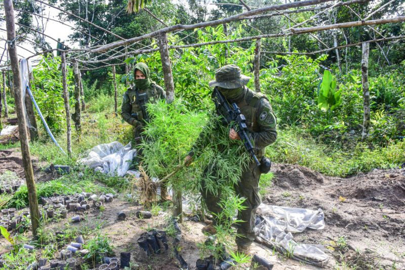 Polícia Civil destrói mais de 60 mil pés de maconha em Terra Alta <div class='credito_fotos'>Foto: Leandro Santana / Ascom PCPA   |   <a href='/midias/2020/originais/6548_bf710221-13a7-da57-322b-d570cfba5691.jpg' download><i class='fa-solid fa-download'></i> Download</a></div>