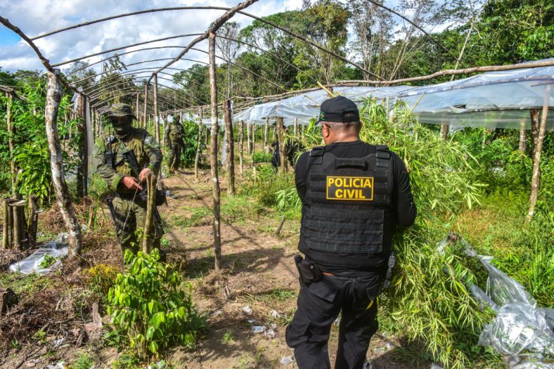 Polícia Civil destrói mais de 60 mil pés de maconha em Terra Alta <div class='credito_fotos'>Foto: Leandro Santana / Ascom PCPA   |   <a href='/midias/2020/originais/6548_c7a4b745-5e6b-dd57-dadd-b35d08369666.jpg' download><i class='fa-solid fa-download'></i> Download</a></div>