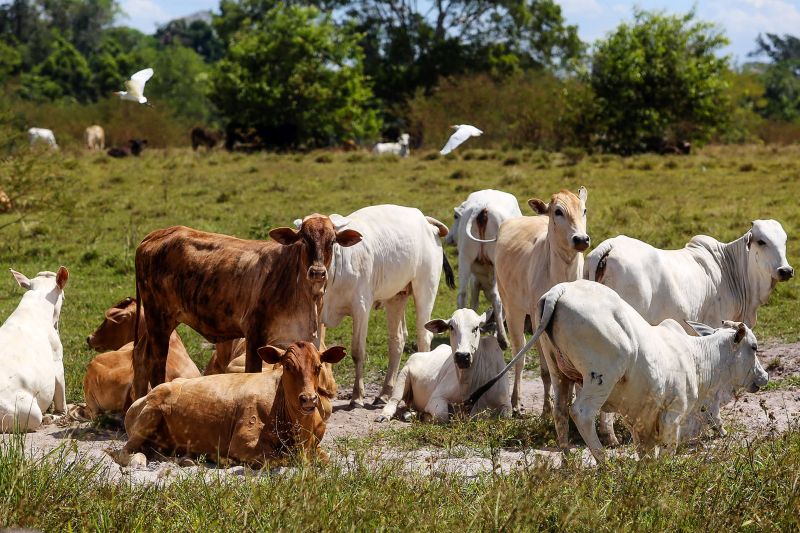 <div class='credito_fotos'>Foto: Bruno Cecim / Ag.Pará | <a href='/midias/2020/originais/6652_2cf99148-43ca-1880-53e9-67c391f6cae2.jpg' download><i class='fa-solid fa-download'></i> Download</a></div>