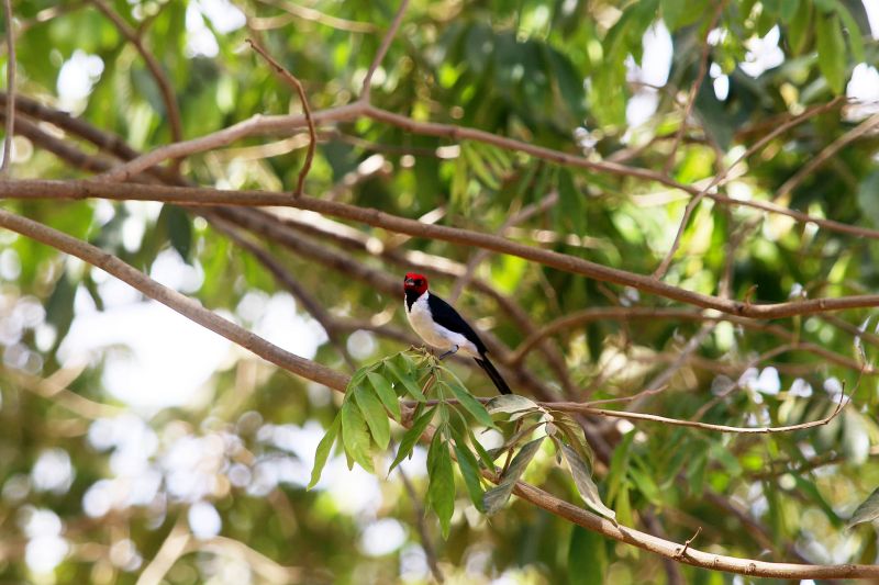 <div class='credito_fotos'>Foto: Bruno Cecim / Ag.Pará | <a href='/midias/2020/originais/6652_41b909ed-d0d1-8808-174e-5c0006085cc8.jpg' download><i class='fa-solid fa-download'></i> Download</a></div>