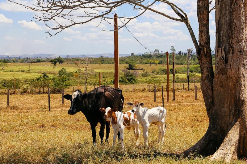 <div class='credito_fotos'>Foto: Bruno Cecim / Ag.Pará | <a href='/midias/2020/originais/6652_75862ba9-bf5e-8aae-5360-749c81a510e8.jpg' download><i class='fa-solid fa-download'></i> Download</a></div>