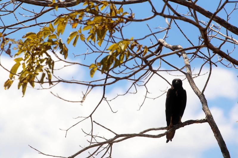 <div class='credito_fotos'>Foto: Bruno Cecim / Ag.Pará | <a href='/midias/2020/originais/6652_984f2257-ea7c-b7fb-a4d4-08fc402153df.jpg' download><i class='fa-solid fa-download'></i> Download</a></div>