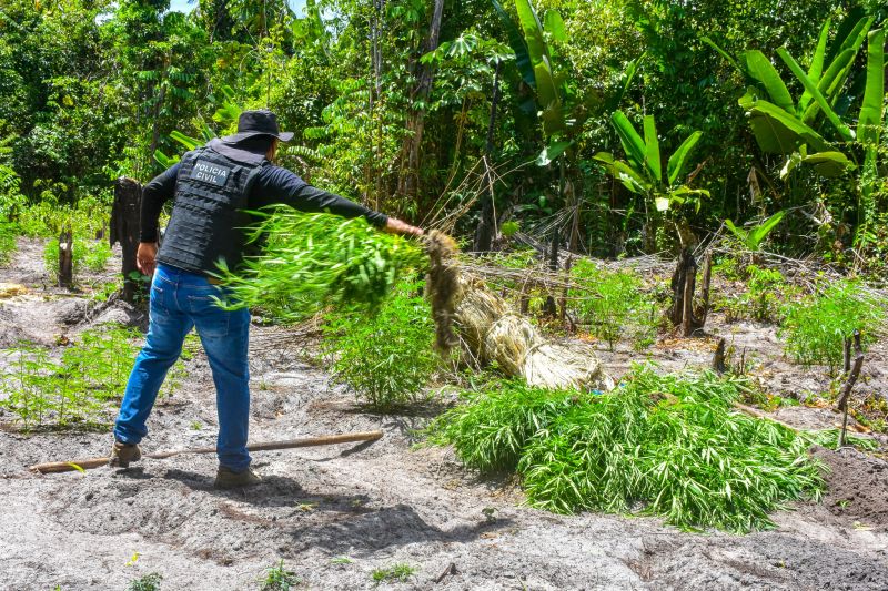 Polícia Civil destrói mais de 200 t de maconha durante operação Colheita Maldita II <div class='credito_fotos'>Foto: Leandro Santana / Ascom PCPA | <a href='/midias/2020/originais/6716_06a150e6-2017-4f57-3afe-30642be10dcb.jpg' download><i class='fa-solid fa-download'></i> Download</a></div>