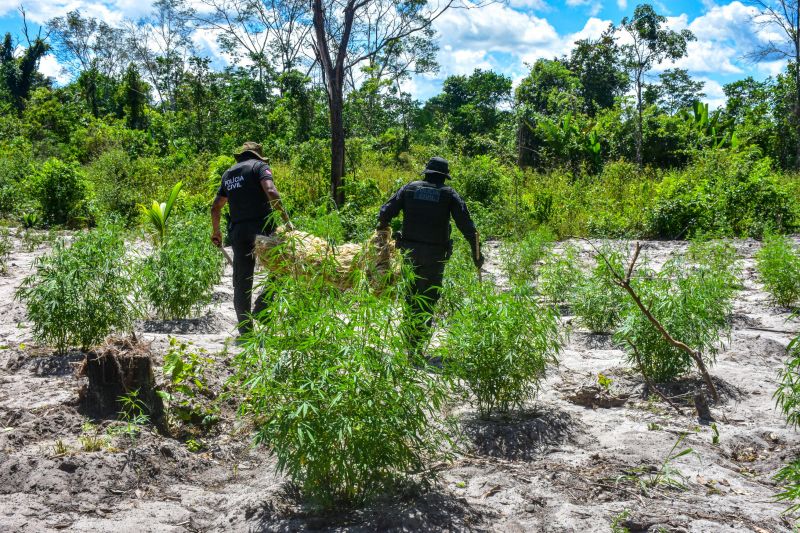 Polícia Civil destrói mais de 200 t de maconha durante operação Colheita Maldita II <div class='credito_fotos'>Foto: Leandro Santana / Ascom PCPA | <a href='/midias/2020/originais/6716_0e4eb26f-2936-380b-7c18-f32449f9e318.jpg' download><i class='fa-solid fa-download'></i> Download</a></div>
