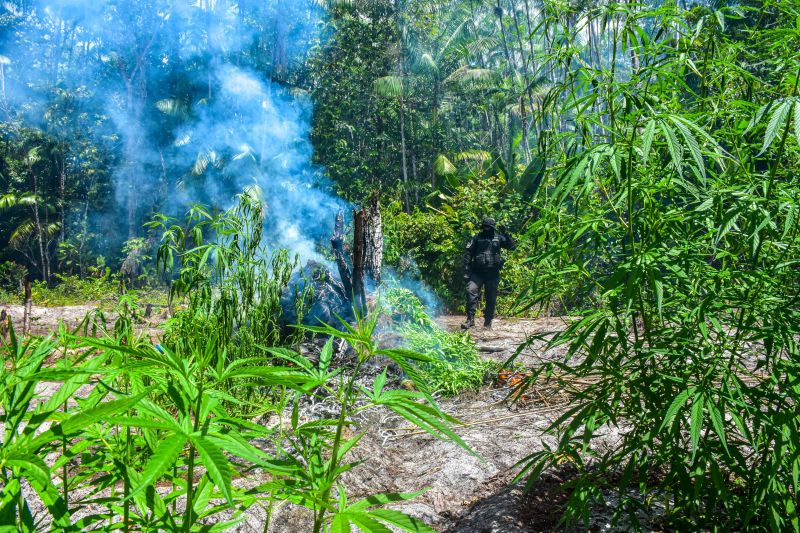 Polícia Civil destrói mais de 200 t de maconha durante operação Colheita Maldita II <div class='credito_fotos'>Foto: Leandro Santana / Ascom PCPA | <a href='/midias/2020/originais/6716_1743627c-24b9-5211-fbbc-6b1298b37e9a.jpg' download><i class='fa-solid fa-download'></i> Download</a></div>