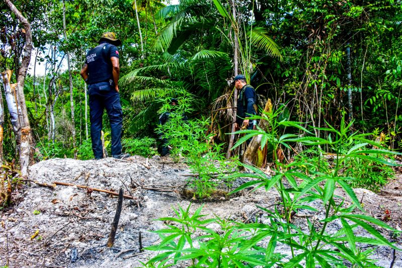 Polícia Civil destrói mais de 200 t de maconha durante operação Colheita Maldita II <div class='credito_fotos'>Foto: Leandro Santana / Ascom PCPA | <a href='/midias/2020/originais/6716_275508cf-2788-fb72-193d-9512126397d9.jpg' download><i class='fa-solid fa-download'></i> Download</a></div>
