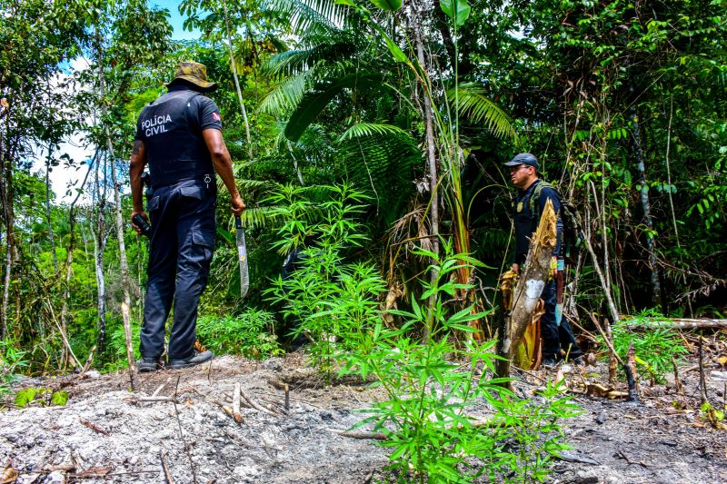 Polícia Civil destrói mais de 200 t de maconha durante operação Colheita Maldita II <div class='credito_fotos'>Foto: Leandro Santana / Ascom PCPA | <a href='/midias/2020/originais/6716_29f3b5f4-c5e3-e8f3-9240-44312a8b3919.jpg' download><i class='fa-solid fa-download'></i> Download</a></div>