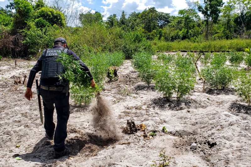 Polícia Civil destrói mais de 200 t de maconha durante operação Colheita Maldita II <div class='credito_fotos'>Foto: Leandro Santana / Ascom PCPA | <a href='/midias/2020/originais/6716_2d159e7d-2756-8782-1032-1dc3f7c2c8d7.jpg' download><i class='fa-solid fa-download'></i> Download</a></div>