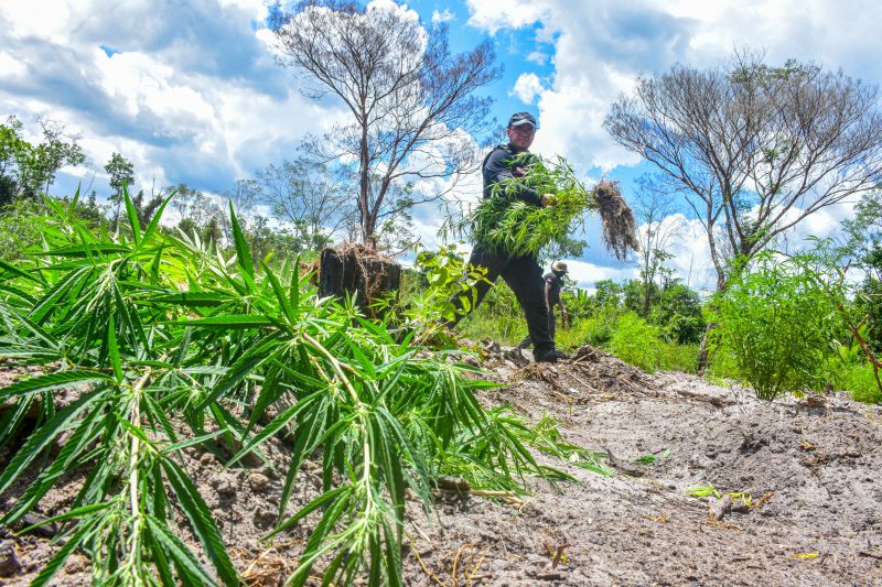Polícia Civil destrói mais de 200 t de maconha durante operação Colheita Maldita II <div class='credito_fotos'>Foto: Leandro Santana / Ascom PCPA | <a href='/midias/2020/originais/6716_3117ae43-33ba-4cf0-7e82-9ef43ac570f9.jpg' download><i class='fa-solid fa-download'></i> Download</a></div>