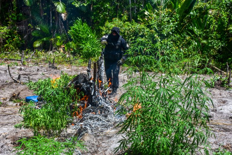 Polícia Civil destrói mais de 200 t de maconha durante operação Colheita Maldita II <div class='credito_fotos'>Foto: Leandro Santana / Ascom PCPA | <a href='/midias/2020/originais/6716_319926bf-6b81-220a-38ad-740947801699.jpg' download><i class='fa-solid fa-download'></i> Download</a></div>