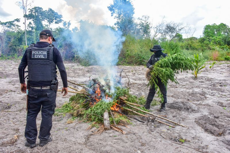 Polícia Civil destrói mais de 200 t de maconha durante operação Colheita Maldita II <div class='credito_fotos'>Foto: Leandro Santana / Ascom PCPA | <a href='/midias/2020/originais/6716_3538b51b-ff44-378f-0738-14f427fc8566.jpg' download><i class='fa-solid fa-download'></i> Download</a></div>