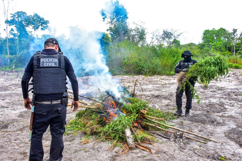 Polícia Civil destrói mais de 200 t de maconha durante operação Colheita Maldita II <div class='credito_fotos'>Foto: Leandro Santana / Ascom PCPA | <a href='/midias/2020/originais/6716_3656426f-b987-5e48-b1fe-27eeef6e9a6a.jpg' download><i class='fa-solid fa-download'></i> Download</a></div>